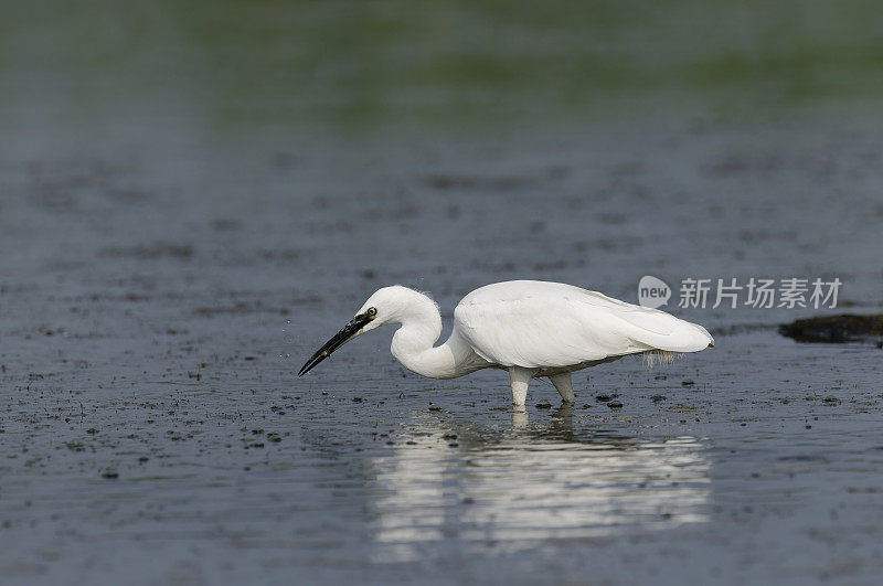 小白鹭(Egretta garzetta)